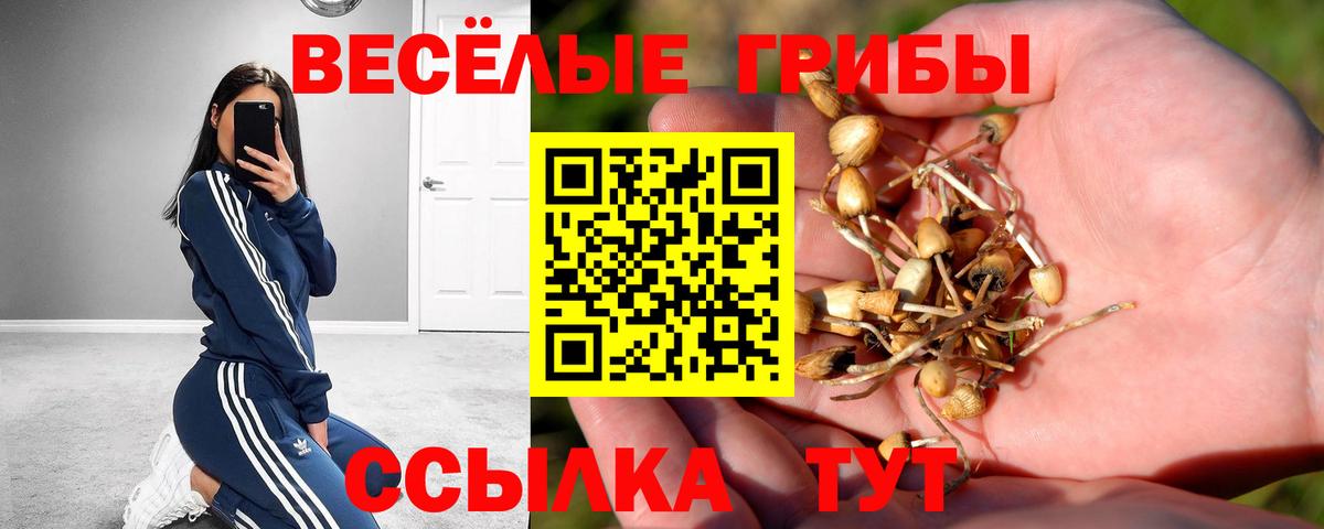 Галлюциногенные грибы Psilocybe  где продают   Грязи  Вход с VPN 